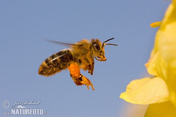 Western Honey Bee (Apis mellifera)