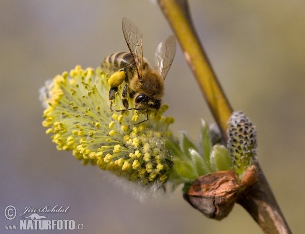 Western Honey Bee (Apis mellifera)