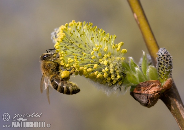 Western Honey Bee (Apis mellifera)