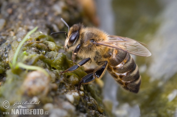 Western Honey Bee (Apis mellifera)