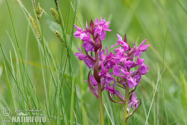 Western Marsh Orchid (Dactylorhiza majalis)