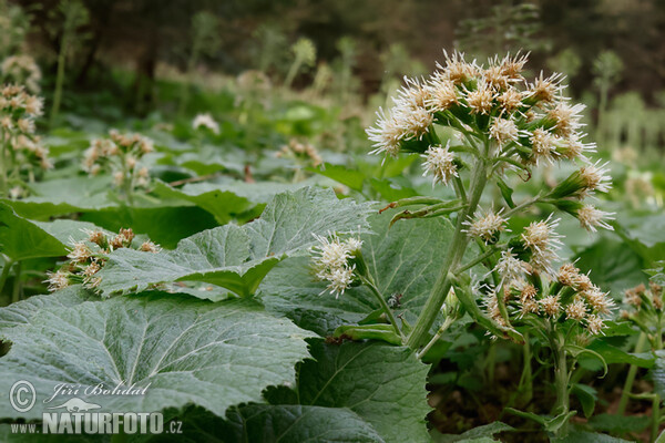 White Butterbur (Petasites albus)