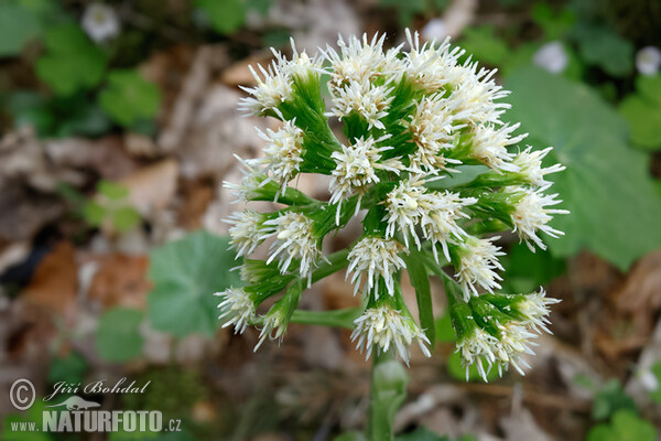 White Butterbur (Petasites albus)