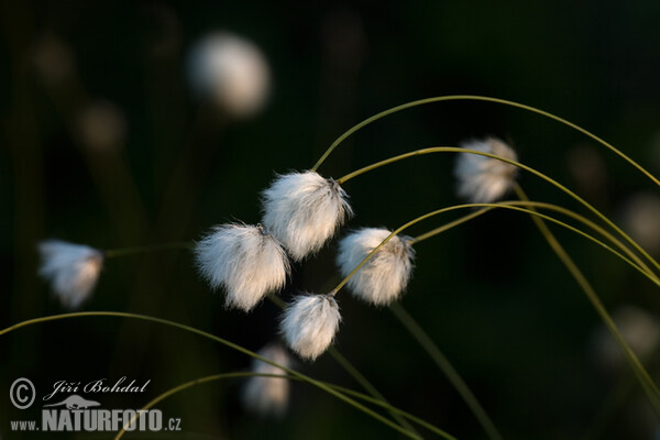 White Cotton Grass (Eriophorum scheuchzeri)