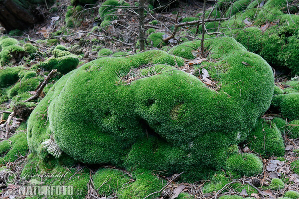 White Cushion Moss (Leucobryum glaucum)