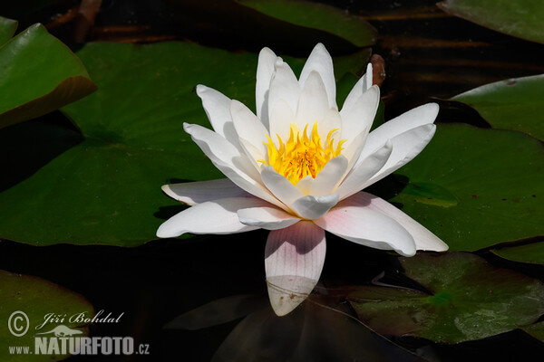 White Water-Lili (Nymphaea candida)