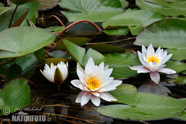 White Water-Lili (Nymphaea candida)