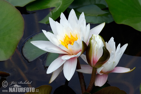 White Water-Lili (Nymphaea candida)