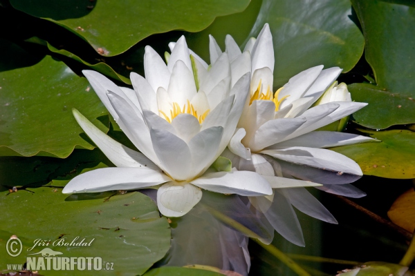 White Water-Lili (Nymphaea alba)