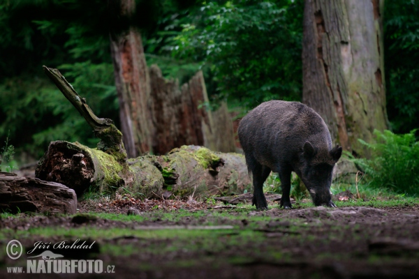 Wild Boar (Sus scrofa)