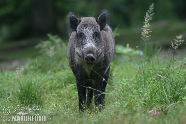 Wild Boar (Sus scrofa)