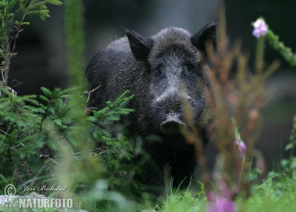 Wild Boar (Sus scrofa)