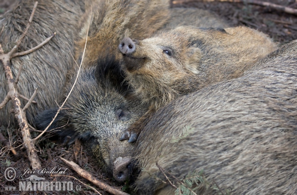 Wild Boar (Sus scrofa)