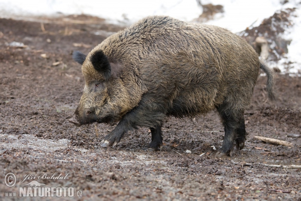 Wild Boar (Sus scrofa)