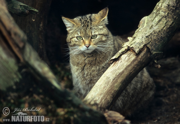 Wild Cat (Felis silvestris)