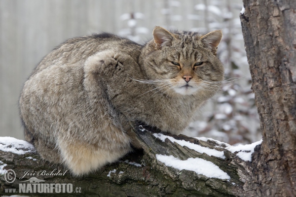 Wild Cat (Felis silvestris)