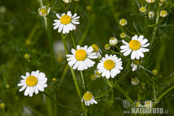 Wild Chamomile (Matricaria recutita)