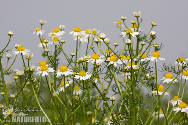 Wild Chamomile (Matricaria recutita)