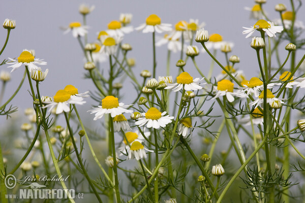 Wild Chamomile (Matricaria recutita)