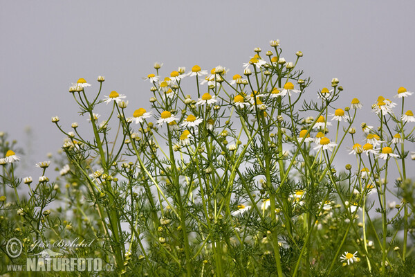 Wild Chamomile (Matricaria recutita)