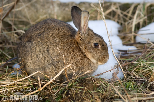 Wild Rabbit (Oryctolagus cuniculus)