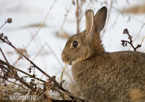 Wild Rabbit (Oryctolagus cuniculus)