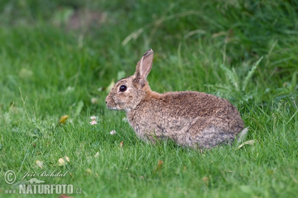 Wild Rabbit (Oryctolagus cuniculus)