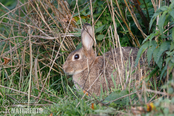 Wild Rabbit (Oryctolagus cuniculus)