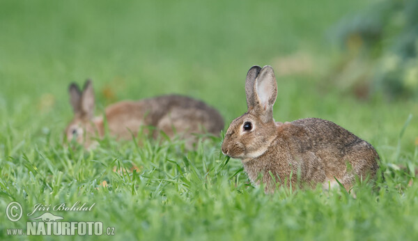 Wild Rabbit (Oryctolagus cuniculus)