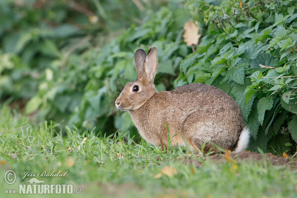 Wild Rabbit (Oryctolagus cuniculus)