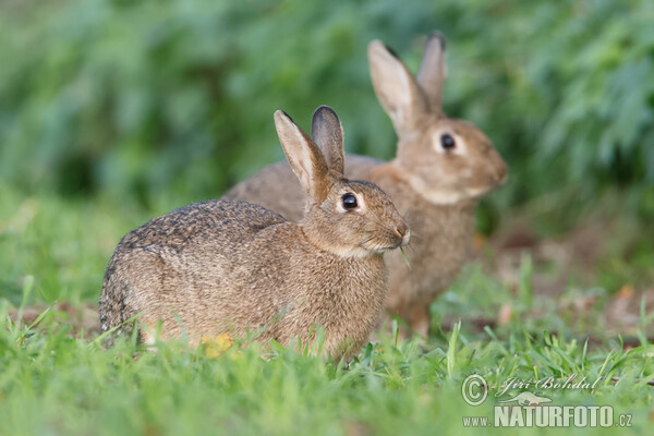 Wild Rabbit (Oryctolagus cuniculus)