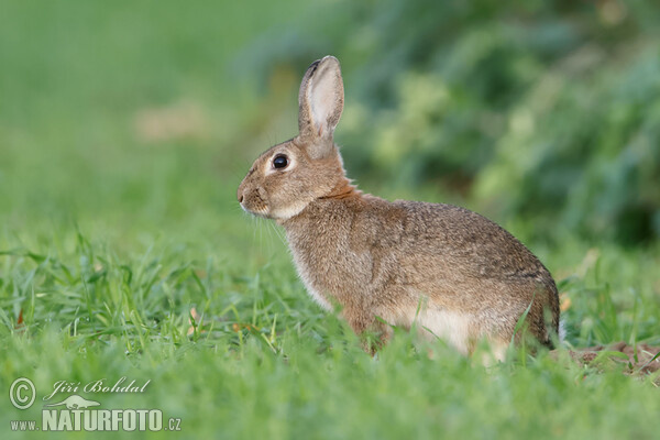 Wild Rabbit (Oryctolagus cuniculus)