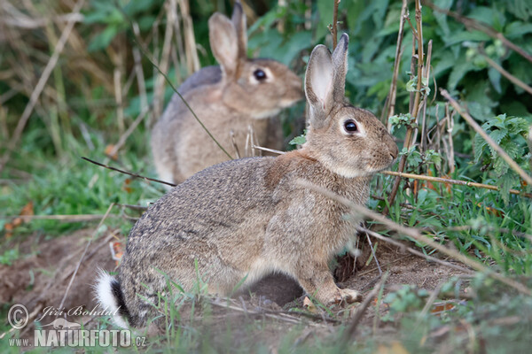 Wild Rabbit (Oryctolagus cuniculus)