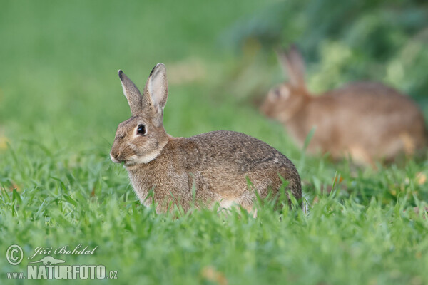 Wild Rabbit (Oryctolagus cuniculus)