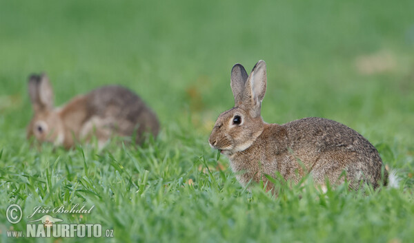 Wild Rabbit (Oryctolagus cuniculus)