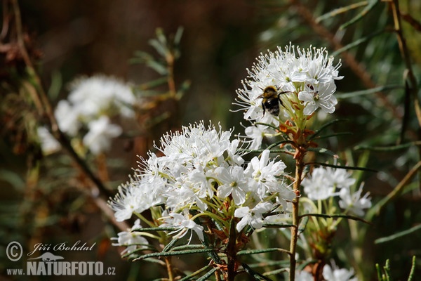 Wild Rosemary (Ledum palustre)