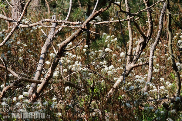 Wild Rosemary (Ledum palustre)