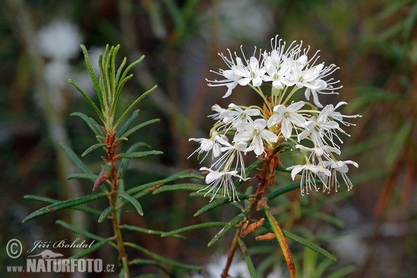 Wild Rosemary (Ledum palustre)