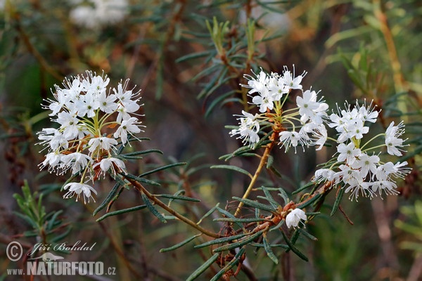 Wild Rosemary (Ledum palustre)