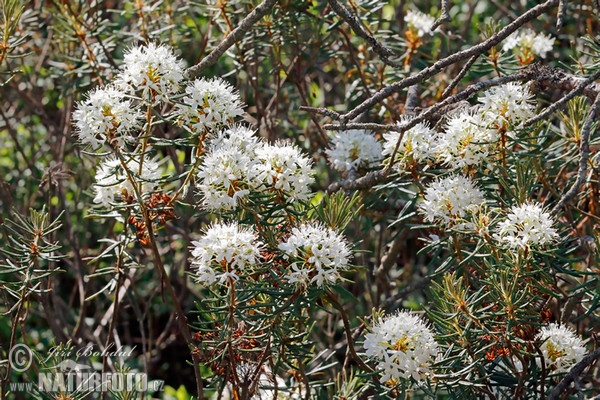 Wild Rosemary (Ledum palustre)