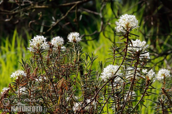 Wild Rosemary (Ledum palustre)