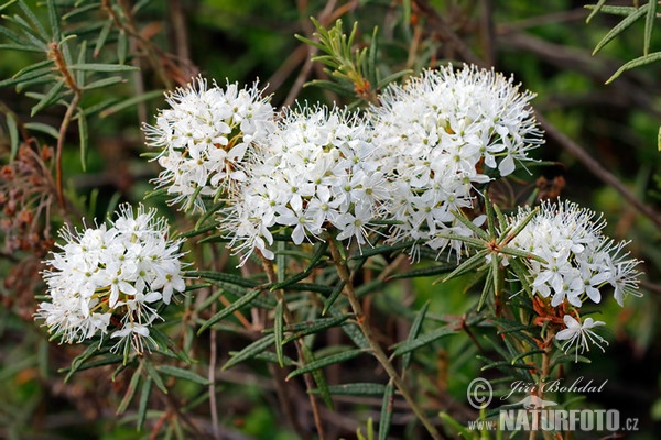 Wild Rosemary (Ledum palustre)