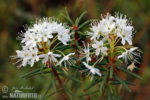 Wild Rosemary (Ledum palustre)