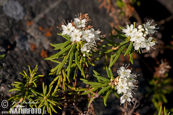 Wild Rosemary (Ledum palustre)