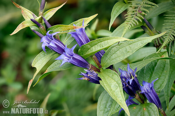 Willow Gentian (Gentiana asclepiadea)