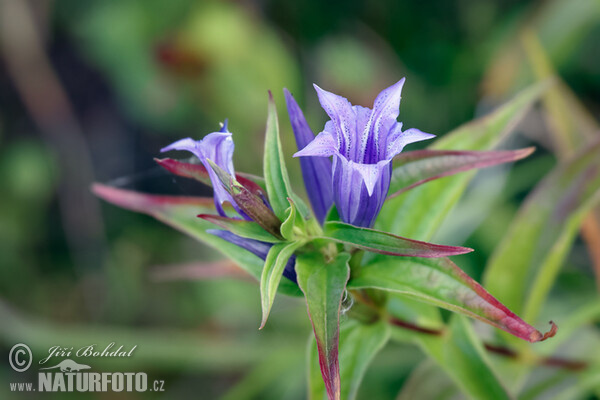 Willow Gentian (Gentiana asclepiadea)