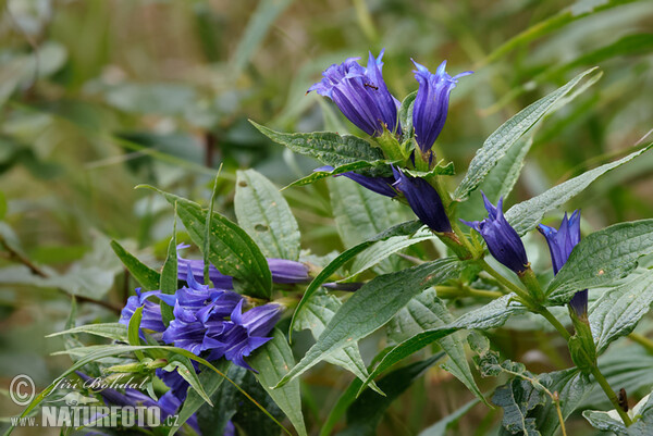 Willow Gentian (Gentiana asclepiadea)