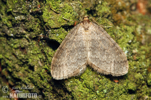 Winter Moth (Operophtera brumata)