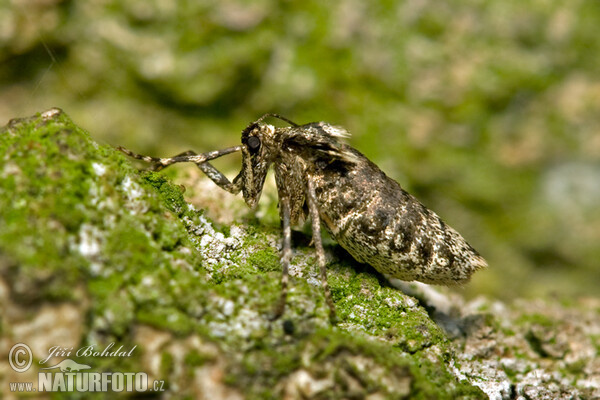 Winter Moth (Operophtera brumata)