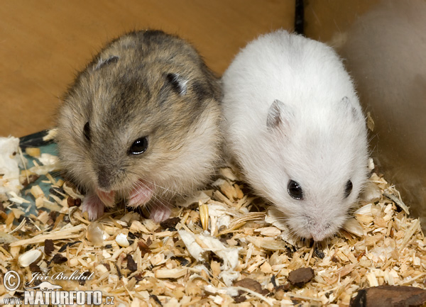 Dwarf hamster winter sales white